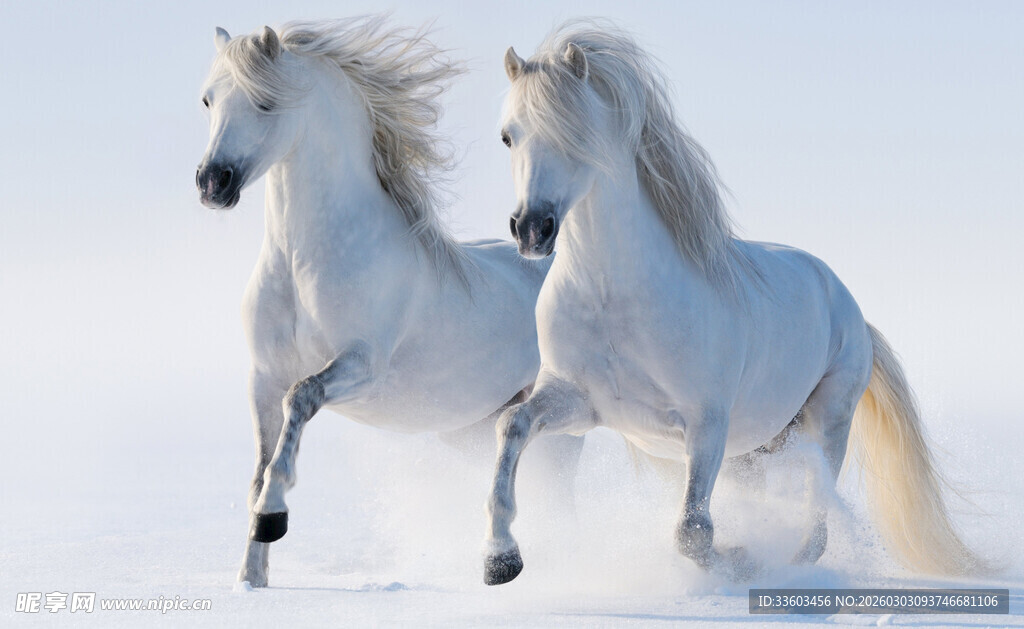 雪地双白马奔腾