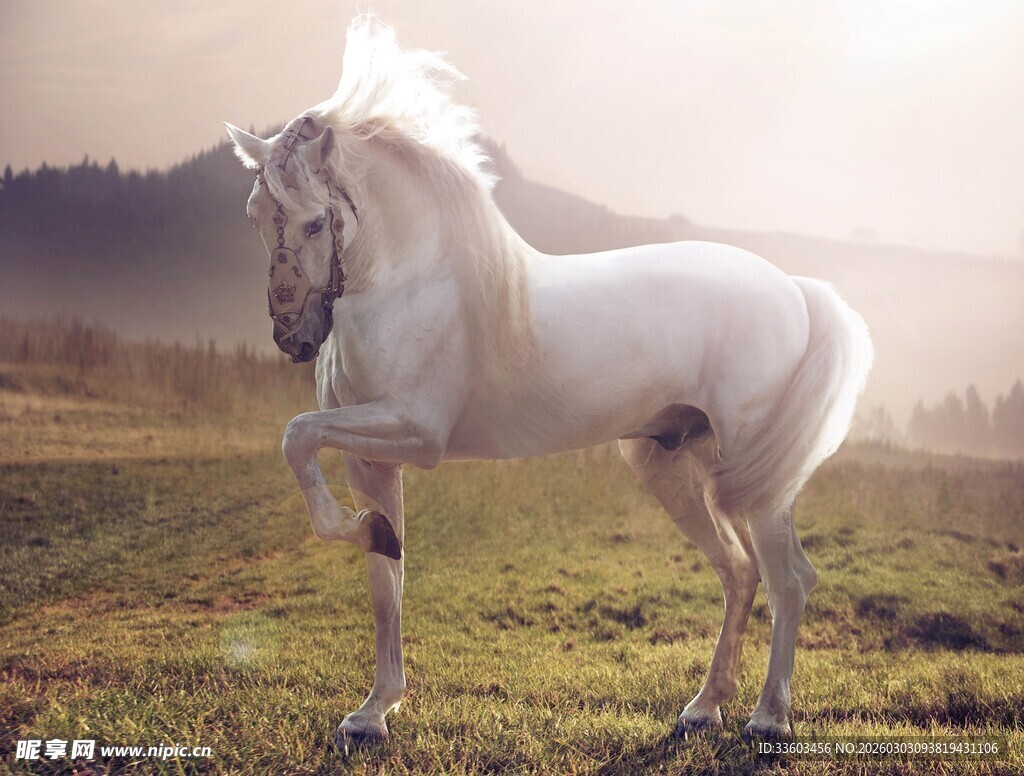 草原上的优雅白马