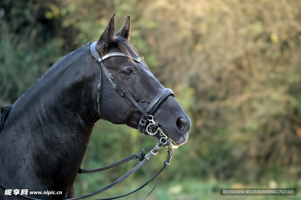 黑色骏马特写