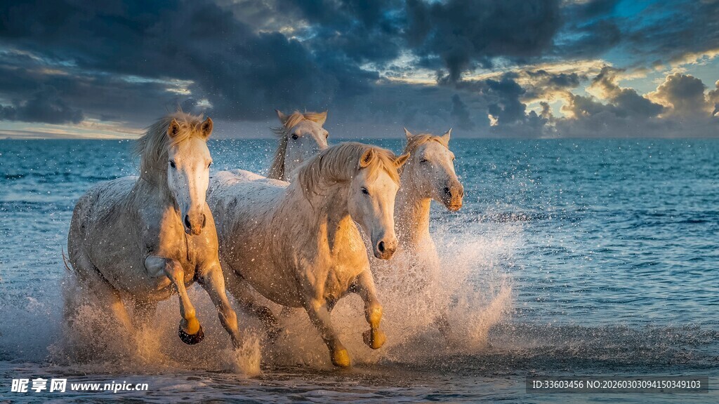 海边奔腾的骏马