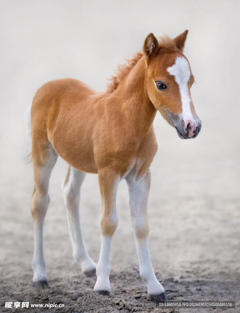 可爱小马驹站立在地面