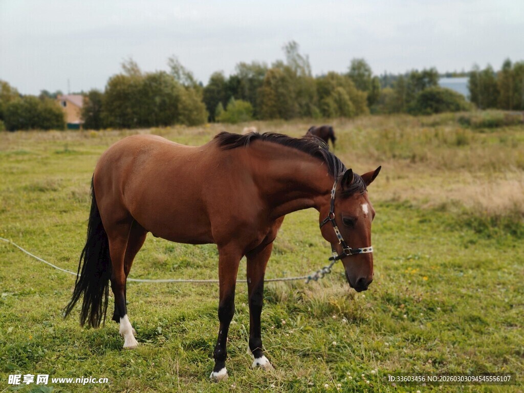 草原上低头吃草的骏马