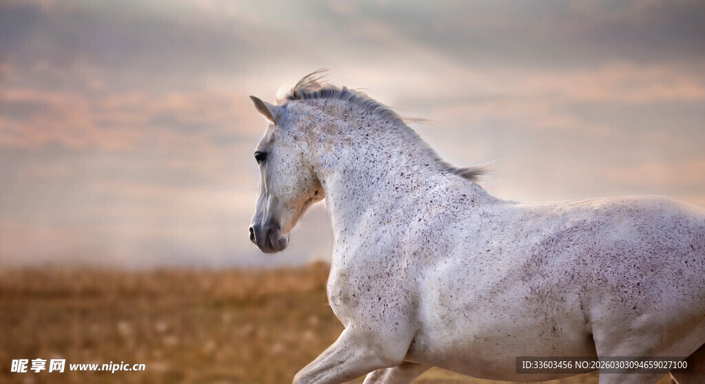 旷野中奔腾的优雅白马