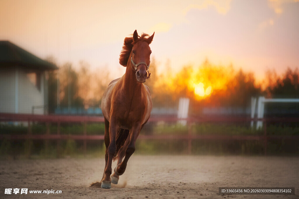 夕阳下奔跑的骏马