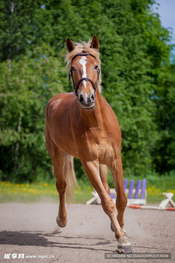 棕马驰骋于户外场地