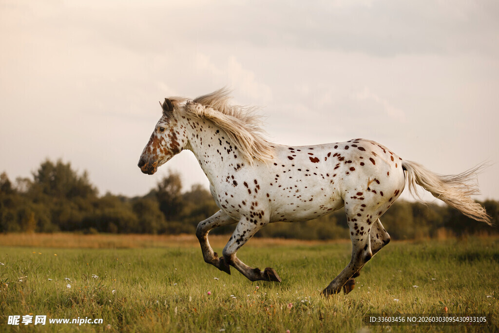 斑点骏马在草原上奔腾