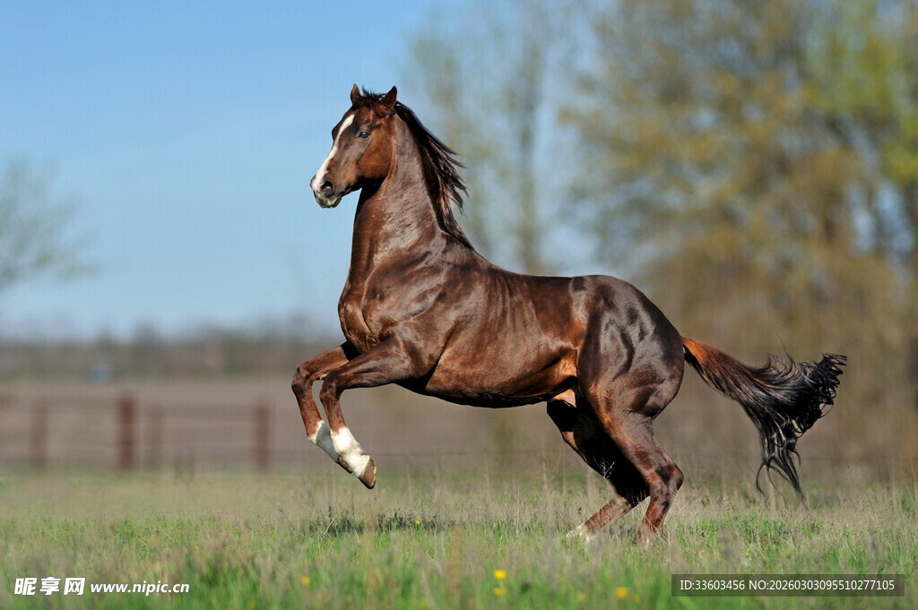 奔腾的骏马