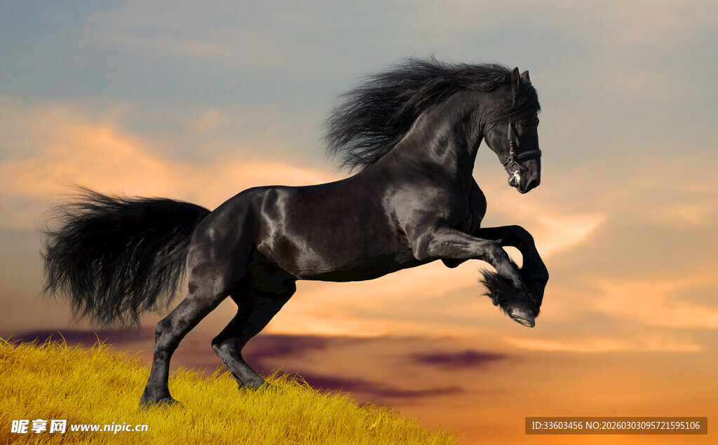 奔腾的黑马在黄昏旷野