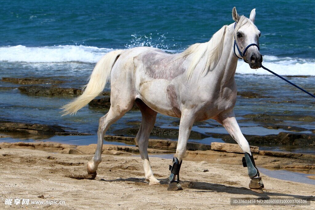 海滩上的优雅白马