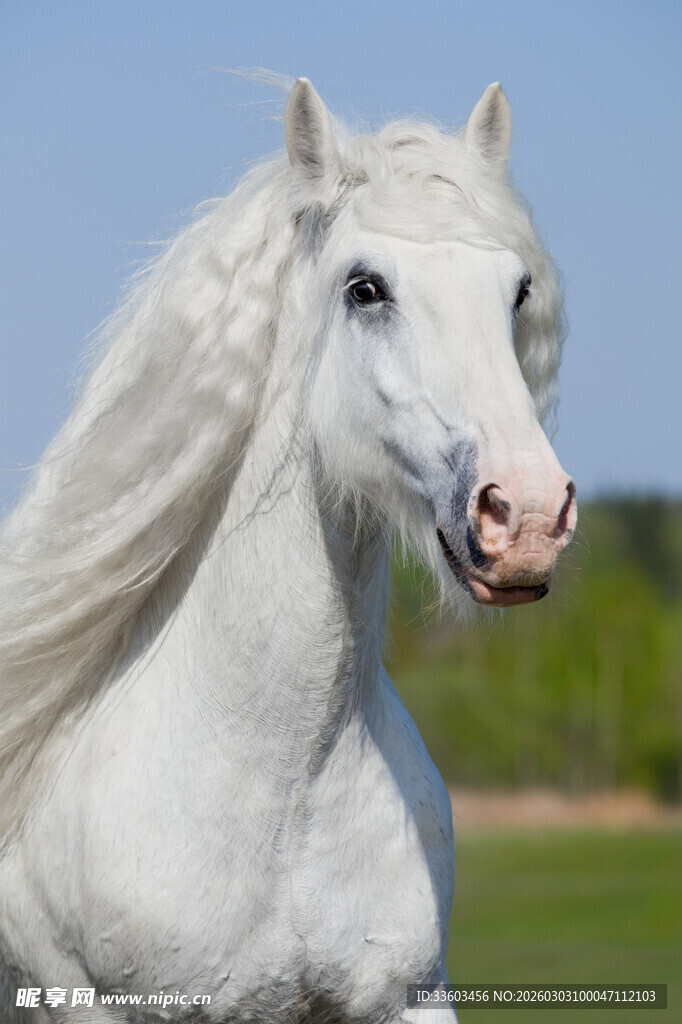 飘逸白马于绿野间