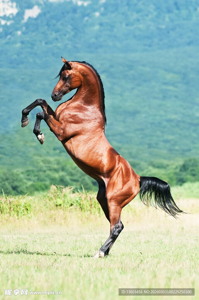 跃起的骏马