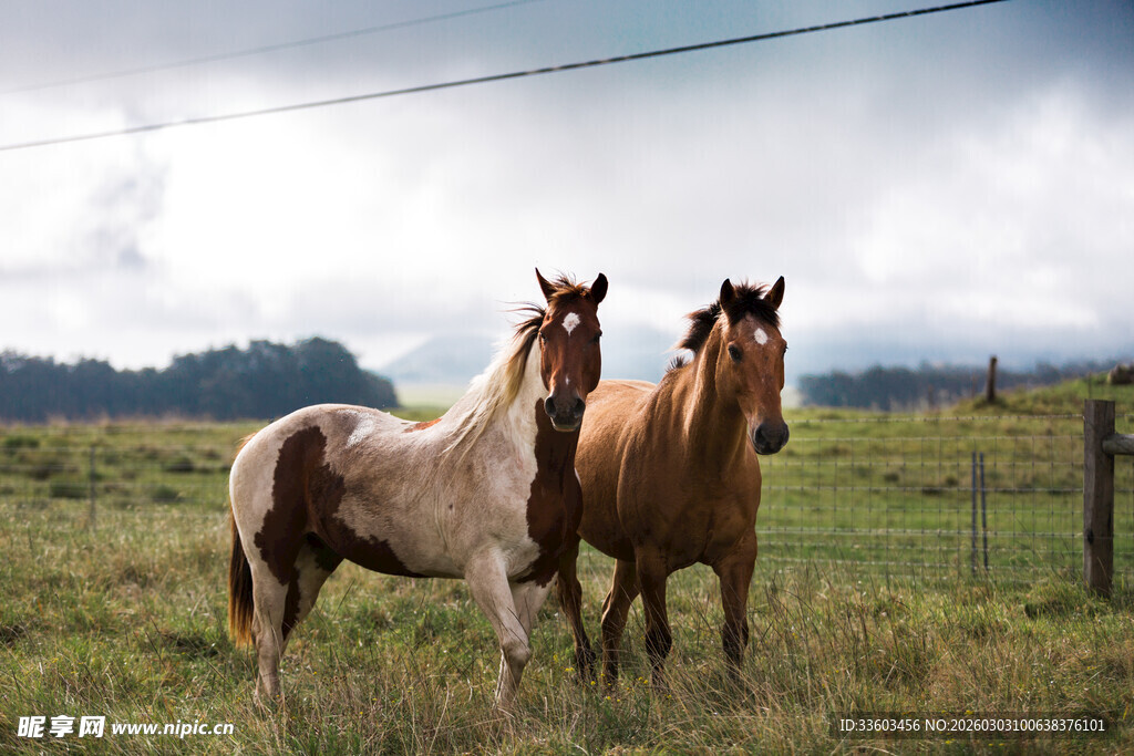 草原上的两匹马