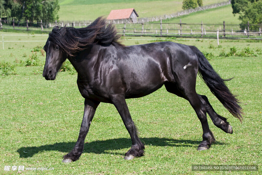 黑骏马在绿草地上奔腾