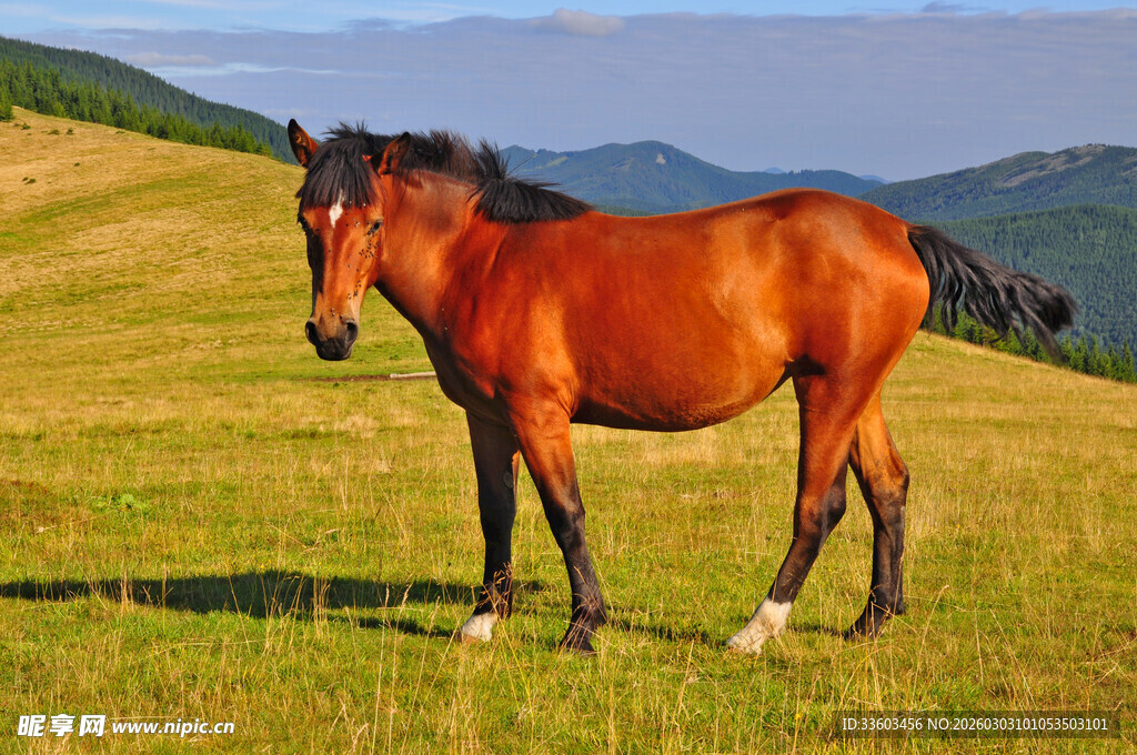 草原上的健硕骏马
