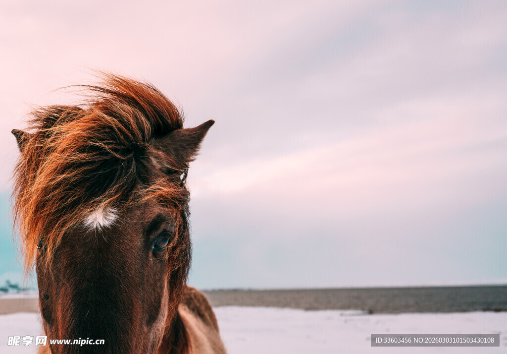 雪地中的骏马