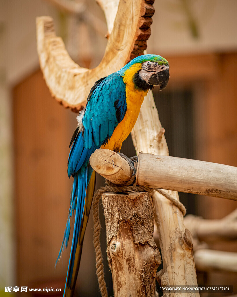 蓝黄鹦鹉栖息于木枝上