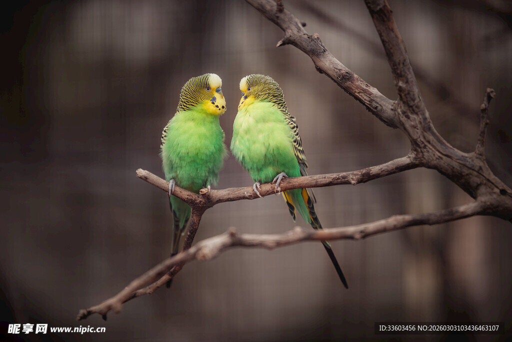 枝头双鹦鹉