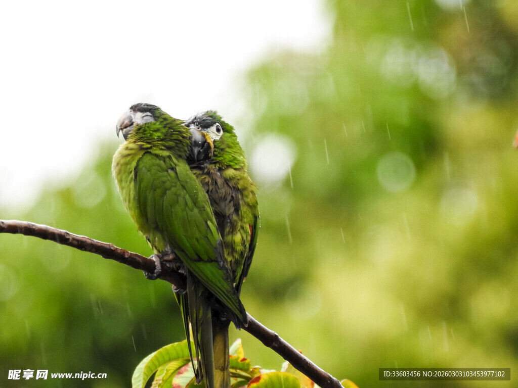 枝头双栖的翠绿小鸟