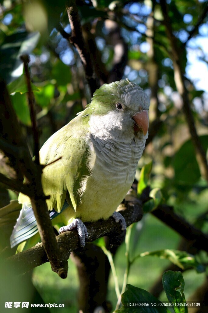 枝头绿鹦鹉