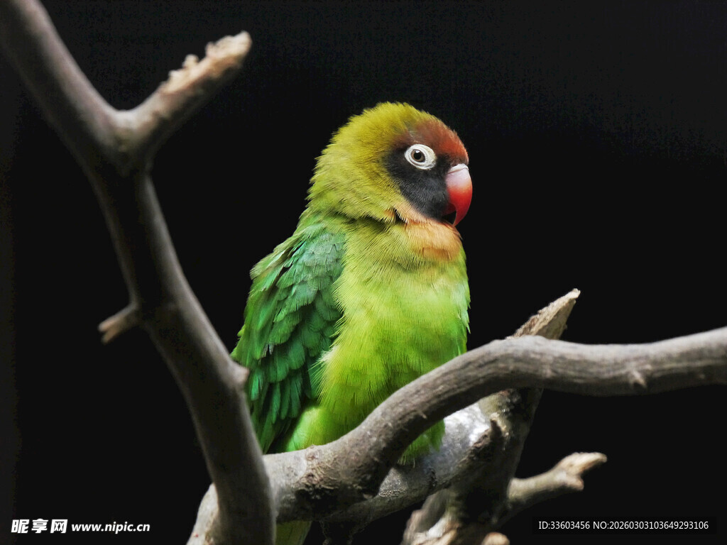 枝头绿鹦鹉