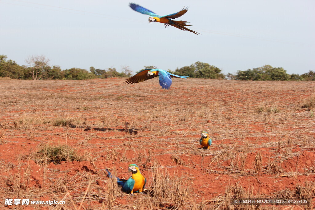 红土地上的风筝放飞场景
