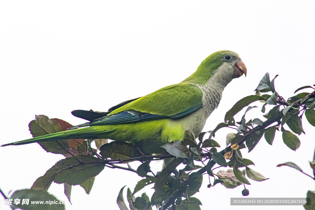 枝头绿鹦鹉