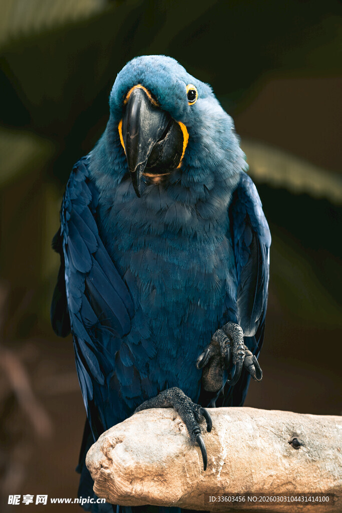 蓝色金刚鹦鹉栖息木上