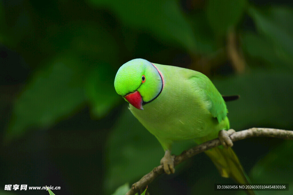 枝头绿鹦鹉