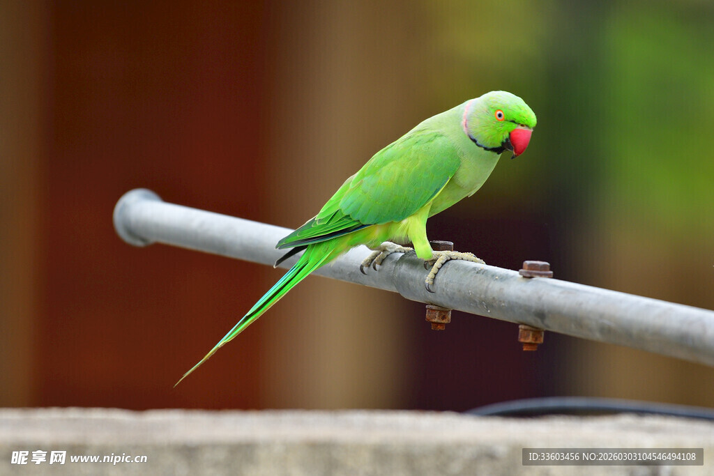 枝头绿鹦鹉