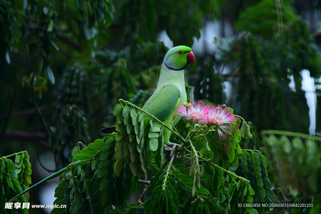 枝头绿鹦鹉与粉色花朵