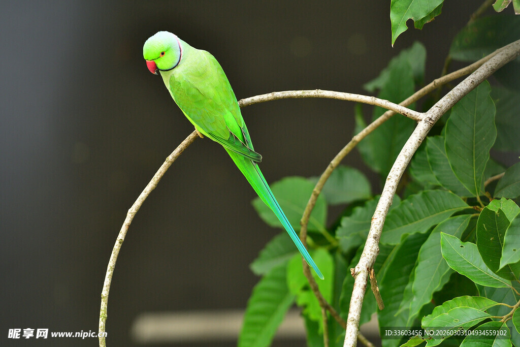 翠绿鹦鹉栖息于藤蔓间