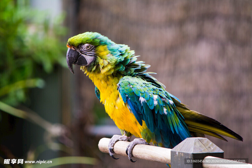 多彩鹦鹉栖息于木杆上