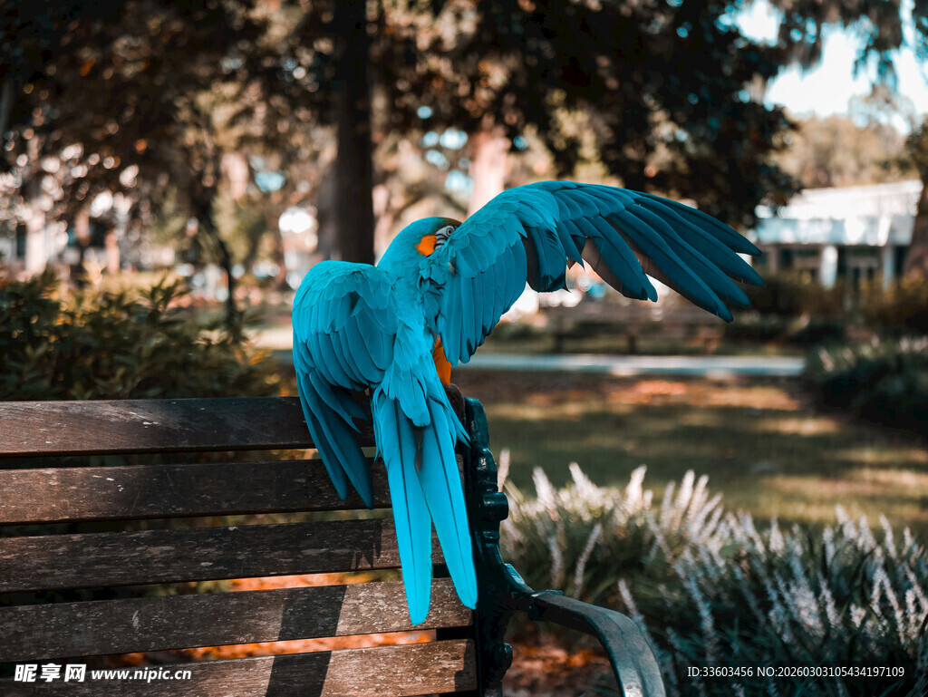 蓝色鹦鹉立于木栏杆上