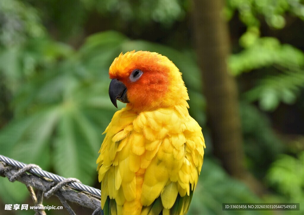 色彩艳丽的鹦鹉栖息枝头