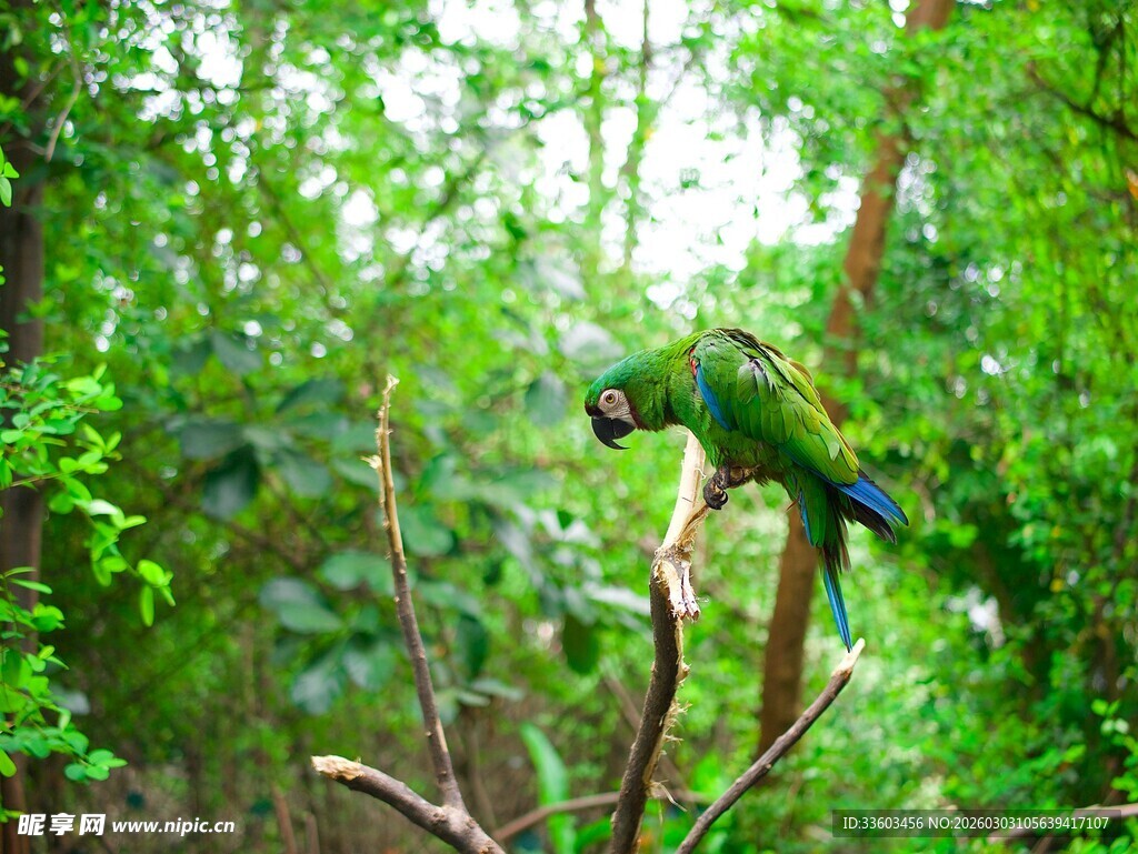 枝头绿鹦鹉