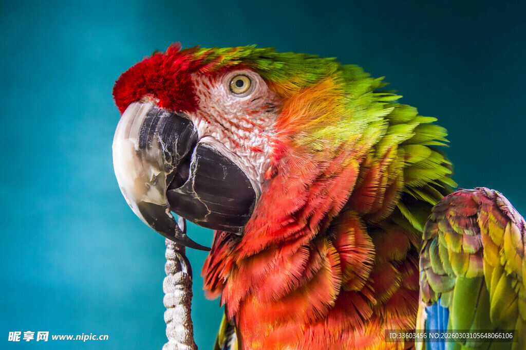 多彩鹦鹉特写