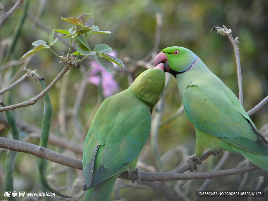 枝头亲昵的绿鹦鹉