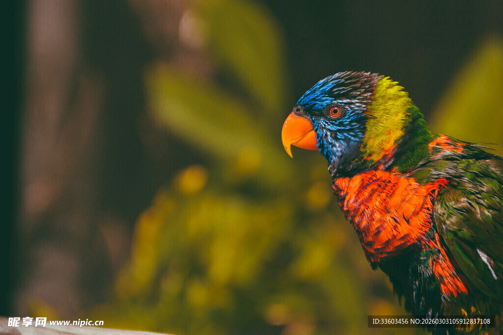 多彩鹦鹉特写