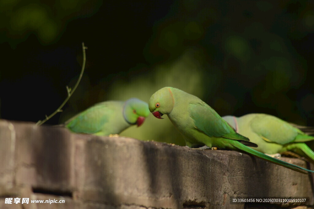 三只绿鹦鹉栖息于木栏上