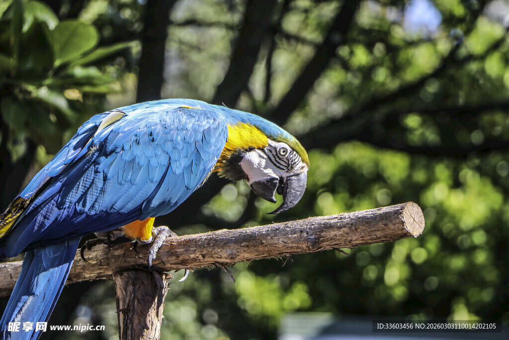 蓝黄鹦鹉栖息于树枝上