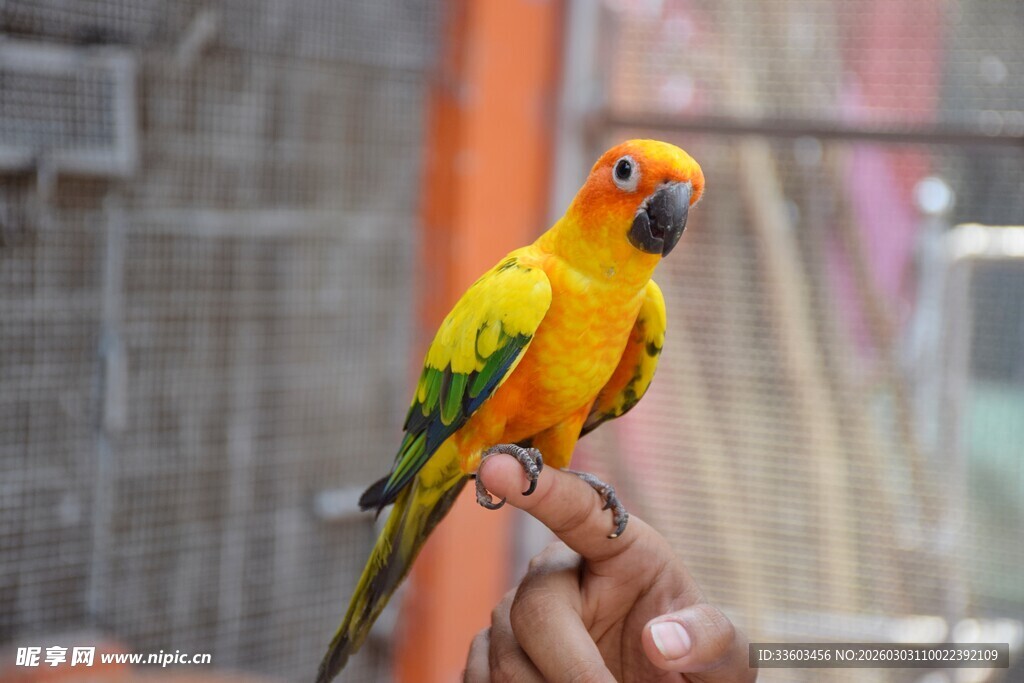 手托艳丽鹦鹉
