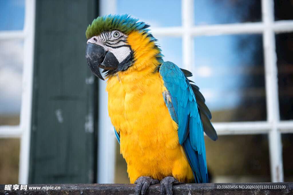 蓝黄鹦鹉栖息于木栏上