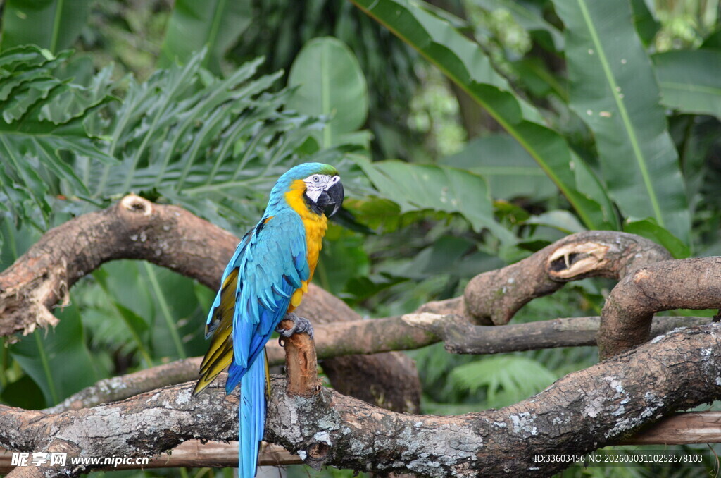 蓝黄金刚鹦鹉栖息树枝间