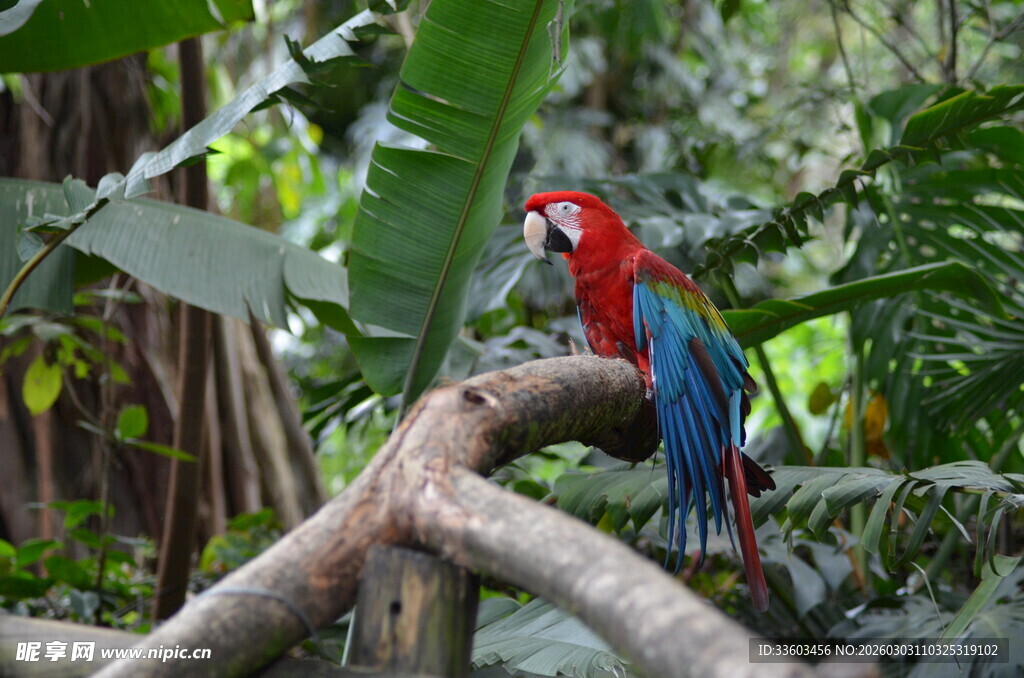 树枝上的多彩金刚鹦鹉