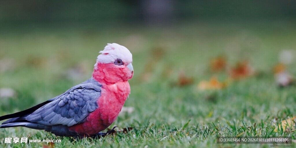 草地上的粉灰相间鹦鹉