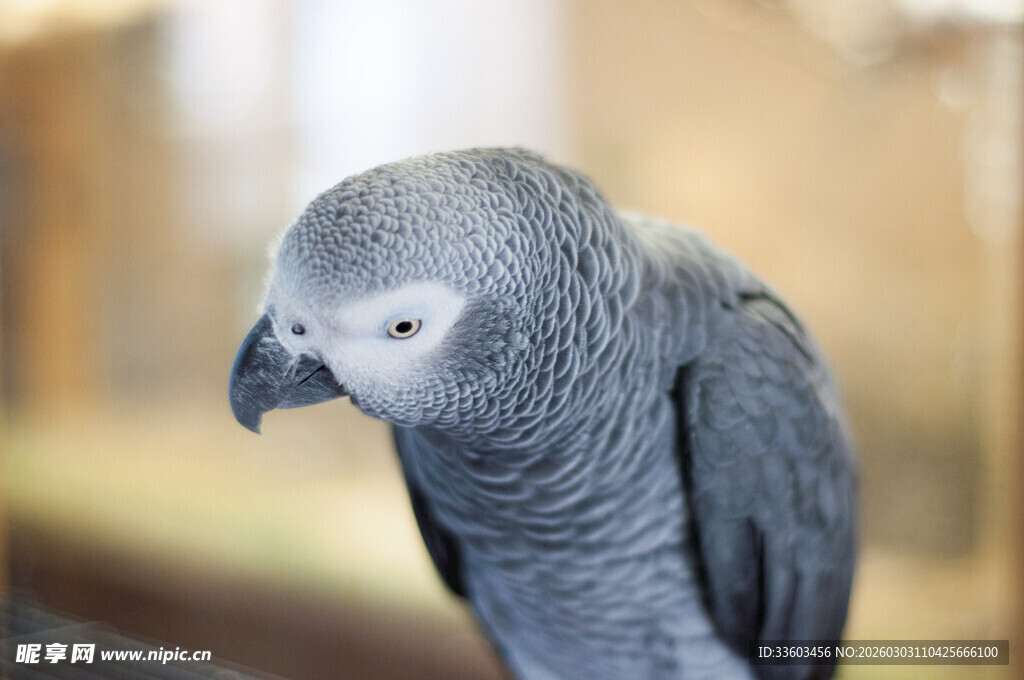灰鹦鹉特写