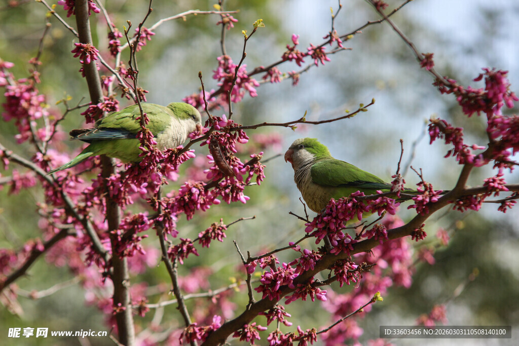 枝头双鹦鹉赏烂漫繁花