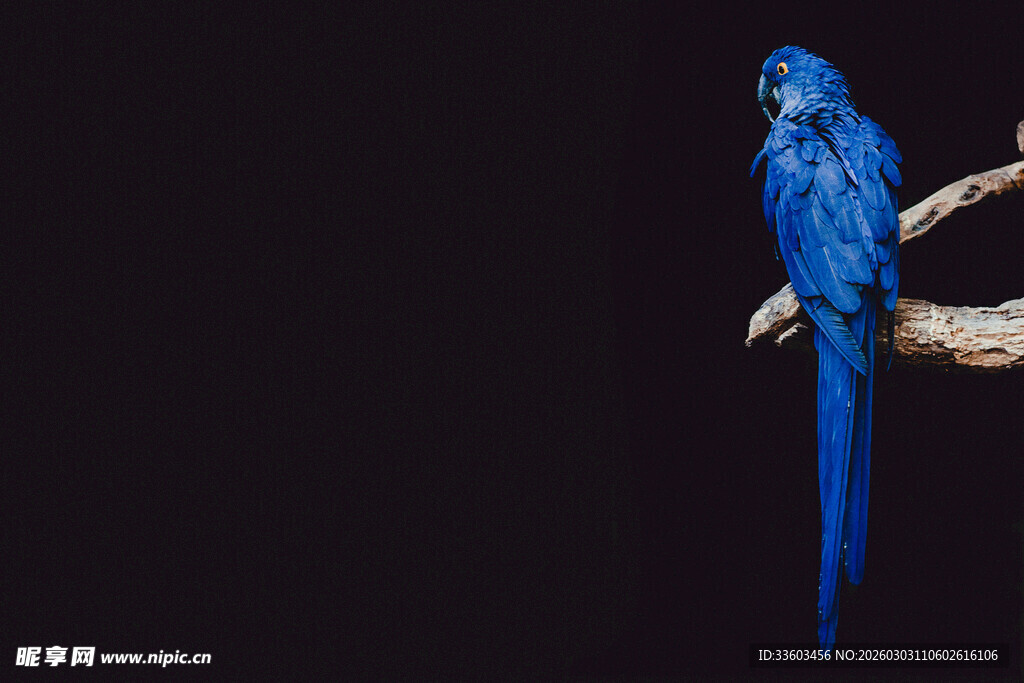 蓝色鹦鹉栖息于树枝上