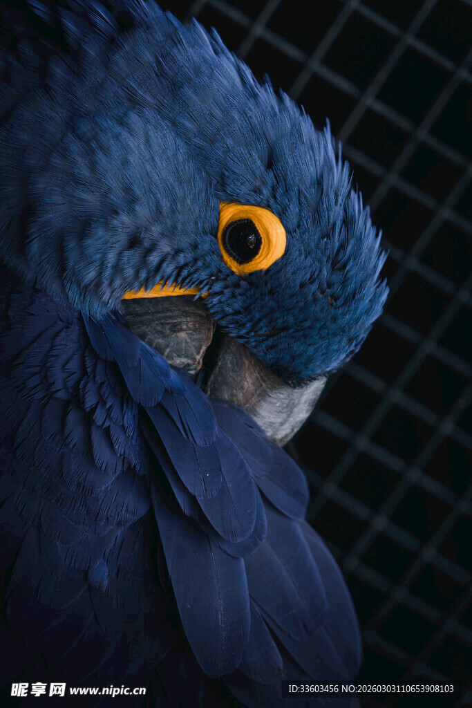 蓝色鹦鹉特写