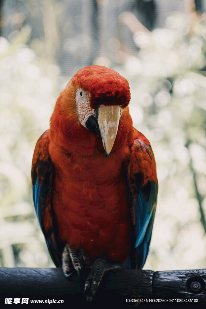 鲜艳红鹦鹉栖息